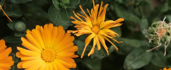 金盞花