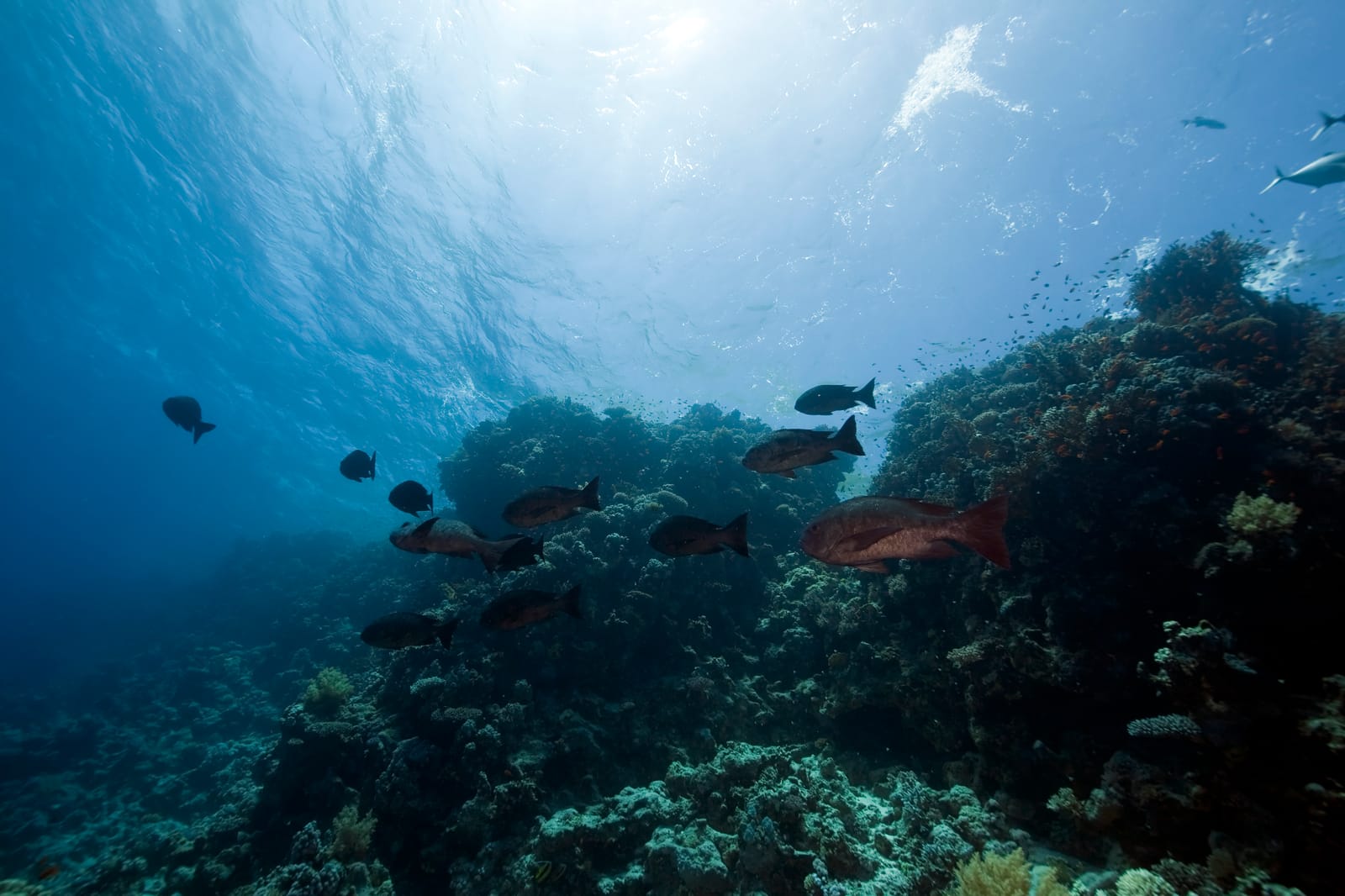 Geltech 魚膠原蛋白