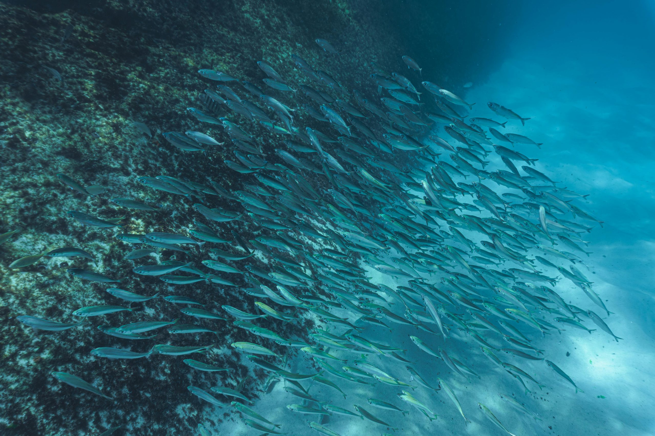 鯡魚banner