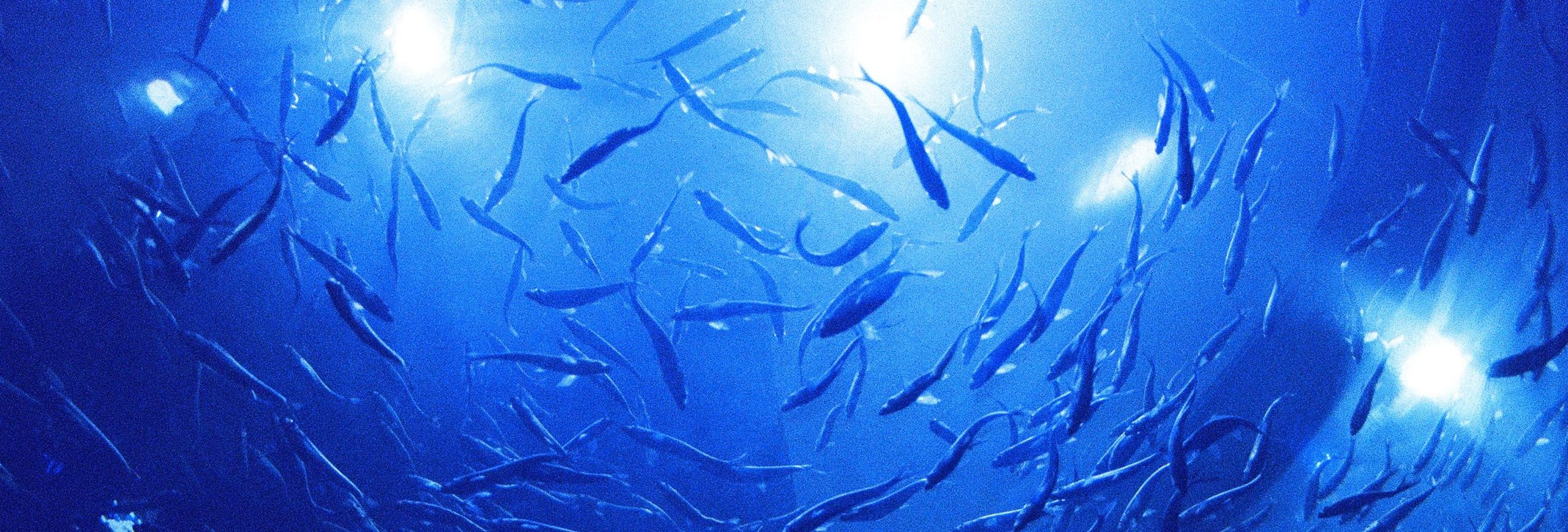 鯡魚banner